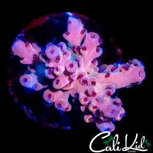 CK WATERMELON SUGA ACRO