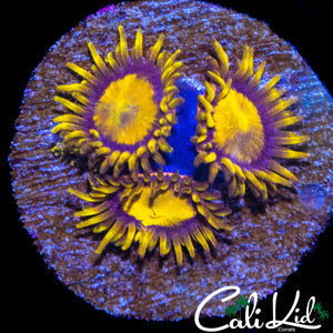 MYSTERY ZOA TRIPLE