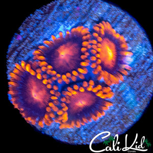 ULTRA ZOA QUAD