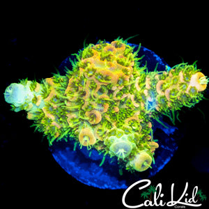 SUPER BRIGHT RAINBOW MILLI