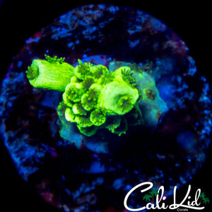 MYSTERY ACRO