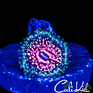 CK ULTIMATE PINK SPACE MONSTER