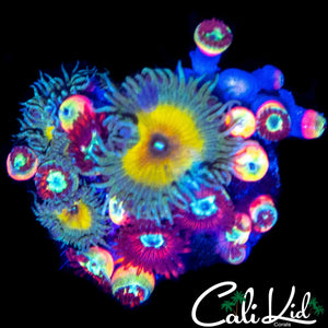 ASSORTED ZOA MINI COLONY