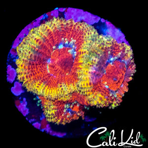 CK FIREWATER MICRO