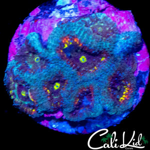 CK FRUIT LOOPS MICRO