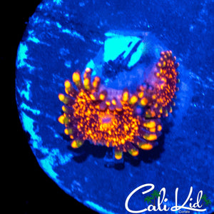ULTIMATE DAYGLO VOLCANO ZOA DOUBLE