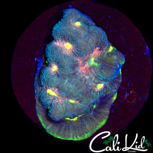 RAINBOW EYE FAVIA