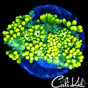 ULTRA LEMON LIME GONI
