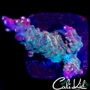 MYSTERY ACRO