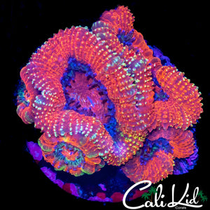 ULTRA ACAN MINI COLONY