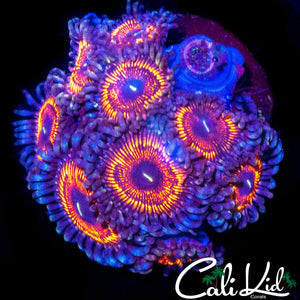 ULTRA ZOA COLONY