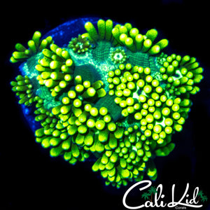 SUPER BRIGHT LEMON LIME GONI