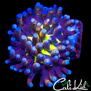 CK TIGER KNICKS TORCH