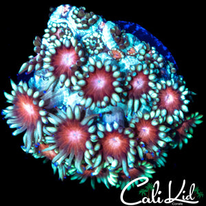 BEAUTIFUL BI COLOR GONI
