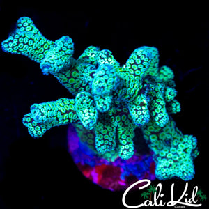 ULTRA BIRDSNEST CHUNK