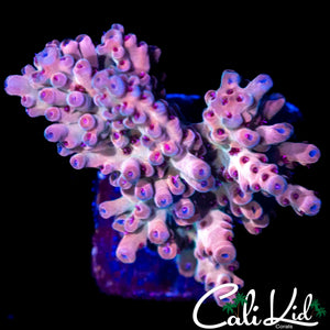 MYSTERY ACRO CHUNK