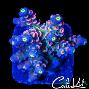 INSANE RAINBOW TENIUS MINI COLONY