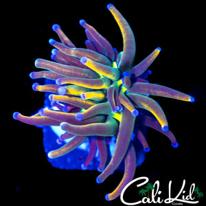 AQUACULTURED MYSTERY TORCH