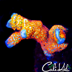BUBBLE GUM DIGI FRAG