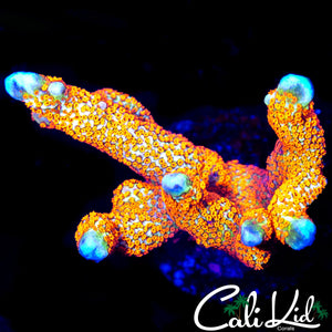 BUBBLE GUM DIGI CHUNK
