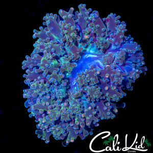 AQUACULTURED BI COLOR BRANCHING FROGSPAWN