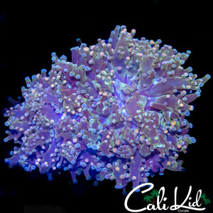 AQUACULTURED BI COLOR BRANCHING FROGSPAWN