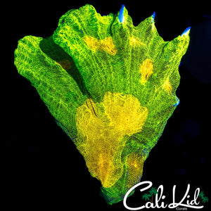 SPACE INVADER PECTINIA