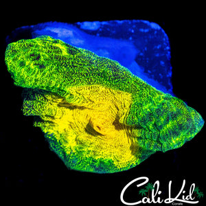 SPACE INVADER PECTINIA