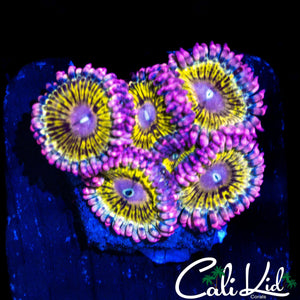 STRATOCASTER TYPE MINI COLONY