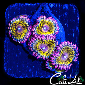 STRATOCASTER TYPE MINI COLONY