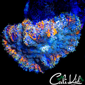 CK GUM DROP MUSHROOM