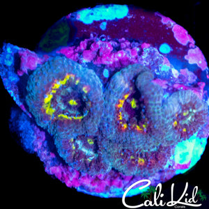 CK FRUIT LOOPS MICRO FRAG