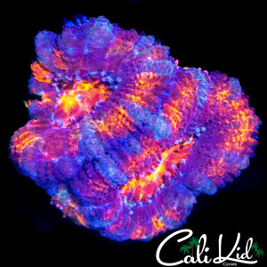 ULTRA RAINBOW ACAN DOUBLE