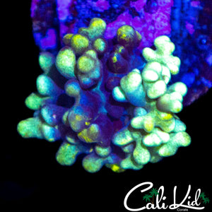 MYSTERY BUBBLE MUSHROOM
