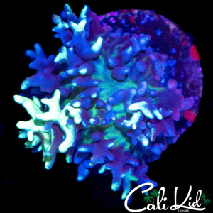 CK MAGNETO MUSHROOM
