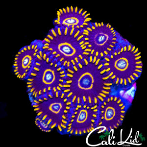 OG BLUE HORNET ZOA MINI COLONY