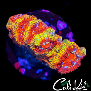 CK FIREWATER MICRO