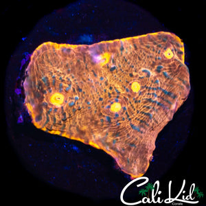 GOLDEN NUGGET CHALICE