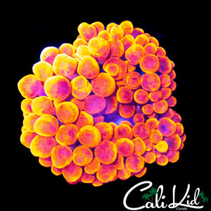 SHERMAN TYPE ANEMONE