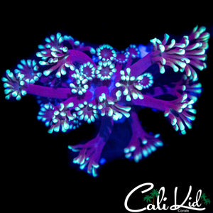 BI COLOR ALVEOPORA
