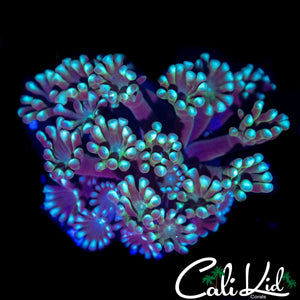BI COLOR ALVEOPORA