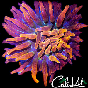 CK BOURBOUN ST ANEMONE