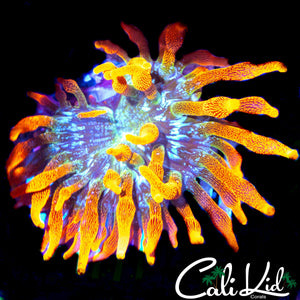 CC COLORADO SUNBURST ANEMONE