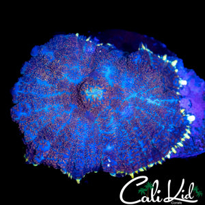 LARGE SPECKLED RHODACTIS