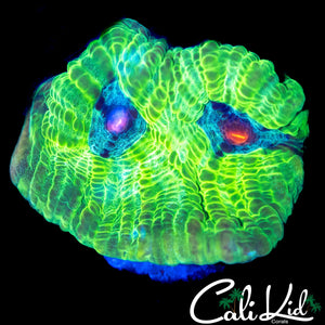 ZOMBIE EYE CHALICE
