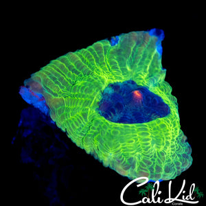 ZOMBIE EYE CHALICE