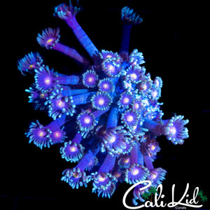 RARE RAINBOW BRANCHING GONI