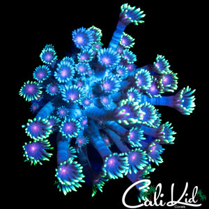 RARE RAINBOW BRANCHING GONI