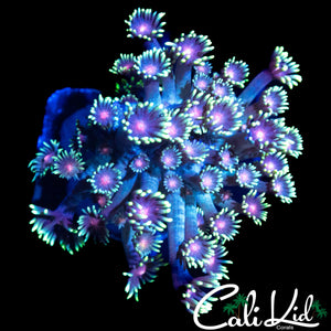 RARE RAINBOW BRANCHING GONI