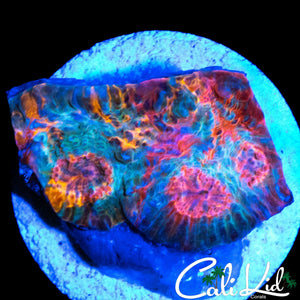 ONE OF KIND CK SISTINE CHAPEL CHALICE